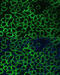 Solute Carrier Family 5 Member 1 antibody, 18-954, ProSci, Immunofluorescence image 