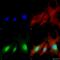 BCL2 Interacting Protein 3 antibody, 2290, QED Bioscience, Immunocytochemistry image 