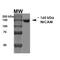 Neuronal Cell Adhesion Molecule antibody, MA5-27673, Invitrogen Antibodies, Western Blot image 