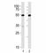 Serum Response Factor antibody, F52804-0.4ML, NSJ Bioreagents, Western Blot image 