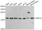 Translocase Of Inner Mitochondrial Membrane 17A antibody, PA5-76942, Invitrogen Antibodies, Western Blot image 