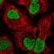 Phosphodiesterase 7B antibody, NBP1-85987, Novus Biologicals, Immunofluorescence image 