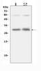 Interleukin 31 antibody, A08339-1, Boster Biological Technology, Western Blot image 