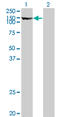 Thyroid peroxidase antibody, LS-C198362, Lifespan Biosciences, Western Blot image 