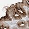 Diacylglycerol Kinase Theta antibody, NBP1-85317, Novus Biologicals, Immunohistochemistry frozen image 