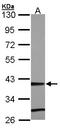 Zinc Finger Protein 707 antibody, LS-C185846, Lifespan Biosciences, Western Blot image 