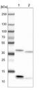 Cytokine Induced Apoptosis Inhibitor 1 antibody, NBP1-89096, Novus Biologicals, Western Blot image 