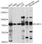 Engulfment And Cell Motility 1 antibody, A14830, ABclonal Technology, Western Blot image 