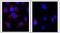 Centrin 1 antibody, GTX00891, GeneTex, Immunofluorescence image 