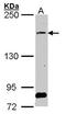 SOS Ras/Rho Guanine Nucleotide Exchange Factor 2 antibody, GTX101723, GeneTex, Western Blot image 