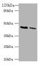 Potassium Voltage-Gated Channel Subfamily J Member 1 antibody, LS-C285548, Lifespan Biosciences, Western Blot image 