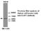 DLG Associated Protein 3 antibody, MBS416209, MyBioSource, Western Blot image 