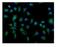 Autophagy Related 9A antibody, A03757-2, Boster Biological Technology, Immunofluorescence image 