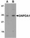 Glucosamine-6-Phosphate Deaminase 1 antibody, LS-B4599, Lifespan Biosciences, Western Blot image 
