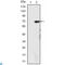 Lysine Demethylase 4A antibody, LS-C812666, Lifespan Biosciences, Western Blot image 