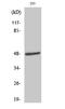 Aurora Kinase A antibody, STJ91690, St John