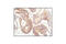 FAS antibody, 4233S, Cell Signaling Technology, Immunohistochemistry paraffin image 