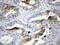 Indoleamine 2,3-Dioxygenase 1 antibody, LS-C799234, Lifespan Biosciences, Immunohistochemistry paraffin image 