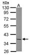 TATA-Box Binding Protein Associated Factor, RNA Polymerase I Subunit A antibody, NBP2-20555, Novus Biologicals, Western Blot image 