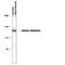 Glutamate Ionotropic Receptor NMDA Type Subunit 2A antibody, PPS054, R&D Systems, Western Blot image 