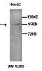 Aryl Hydrocarbon Receptor antibody, orb76922, Biorbyt, Western Blot image 