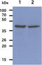 Ribonuclease/Angiogenin Inhibitor 1 antibody, MBS200161, MyBioSource, Western Blot image 