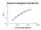 Cathepsin Z antibody, EK2178, Boster Biological Technology, Enzyme Linked Immunosorbent Assay image 