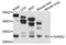 Short-chain dehydrogenase/reductase 3 antibody, LS-C349215, Lifespan Biosciences, Western Blot image 