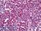 Poly(ADP-Ribose) Polymerase 1 antibody, LS-B8446, Lifespan Biosciences, Immunohistochemistry frozen image 