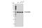 Fas Associated Factor Family Member 2 antibody, 34945S, Cell Signaling Technology, Western Blot image 