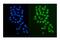 PARP2 antibody, A03270-2, Boster Biological Technology, Immunofluorescence image 