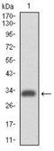 CD49D antibody, NBP2-37503, Novus Biologicals, Western Blot image 