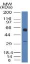 Thrombomodulin antibody, NBP2-42213, Novus Biologicals, Western Blot image 