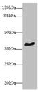 G Protein-Coupled Receptor 18 antibody, CSB-PA614525LA01HU, Cusabio, Western Blot image 