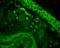 MHC class II RT1b antibody, 56451, QED Bioscience, Immunohistochemistry paraffin image 