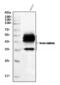 Basigin (Ok Blood Group) antibody, M00248-4, Boster Biological Technology, Western Blot image 