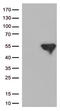 Inhibitor Of Nuclear Factor Kappa B Kinase Regulatory Subunit Gamma antibody, LS-C793004, Lifespan Biosciences, Western Blot image 