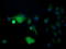 DEF6 Guanine Nucleotide Exchange Factor antibody, LS-C174293, Lifespan Biosciences, Immunofluorescence image 