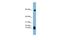 STAT antibody, A05159, Boster Biological Technology, Western Blot image 