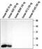 Nerve Growth Factor antibody, TA328880, Origene, Western Blot image 