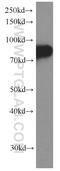 Transferrin Receptor antibody, 66180-1-Ig, Proteintech Group, Western Blot image 