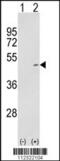 Mitogen-Activated Protein Kinase Kinase 2 antibody, 63-310, ProSci, Western Blot image 