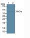 Syndecan Binding Protein 2 antibody, LS-C373095, Lifespan Biosciences, Western Blot image 