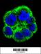 Phosphate Cytidylyltransferase 1, Choline, Alpha antibody, 56-255, ProSci, Immunofluorescence image 