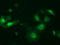 Protein lin-7 homolog B antibody, TA501554, Origene, Immunofluorescence image 