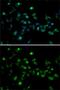 Mortality Factor 4 Like 1 antibody, GTX64563, GeneTex, Immunocytochemistry image 