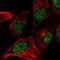 Centromere Protein W antibody, NBP2-57078, Novus Biologicals, Immunofluorescence image 