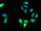Mediator Complex Subunit 23 antibody, orb52210, Biorbyt, Immunofluorescence image 