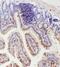 Interleukin 18 antibody, PA5-79481, Invitrogen Antibodies, Immunohistochemistry frozen image 