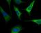 Reticulon 4 antibody, NBP2-75595, Novus Biologicals, Immunocytochemistry image 